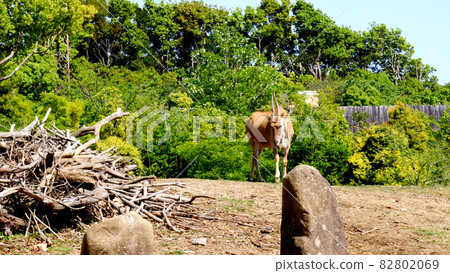 Zoorasia Eland 82802069