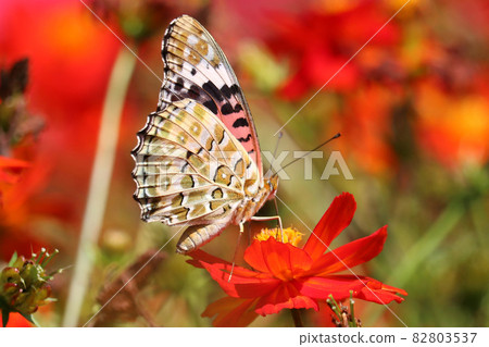 Indian Fritillary sucking the nectar of red cosmos Indian Fritillary sucking the nectar of red cosmos 82803537