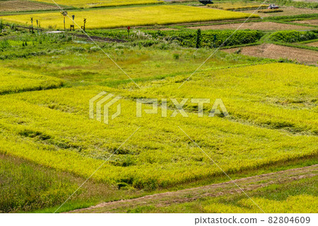 Rice ears and railroad crossings Rice ears and railroad crossings 82804609