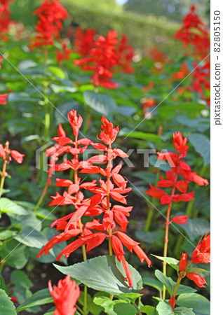 Plant: Salvia splendes Labiatae Plant: Salvia splendes Labiatae 82805150