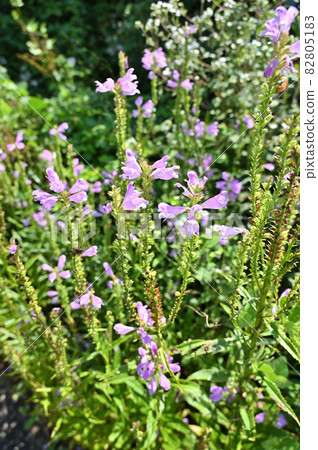 植物：Hanatranoo Shiso家族 82805183