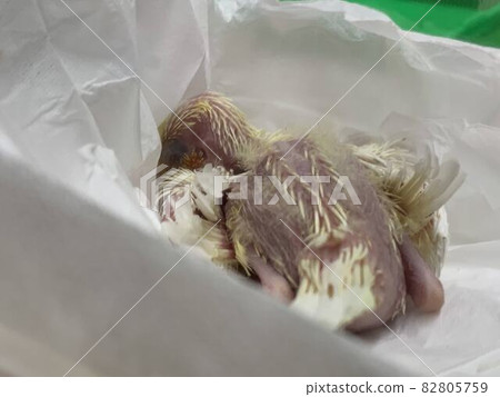 Xuanfeng Hatchling 82805759