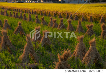 Autumn rural scenery Wakayama City, Wakayama Prefecture Autumn rural scenery Wakayama City, Wakayama Prefecture 82806015
