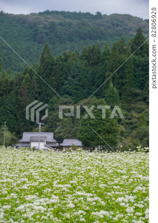 Soba flowers in full bloom Amano, Katsuragi-cho, Ito-gun, Wakayama Prefecture Soba flowers in full bloom Amano, Katsuragi-cho, Ito-gun, Wakayama Prefecture 82806928