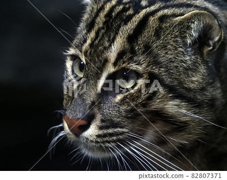 Fishing cat (Mie) Fishing cat (Mie) 82807371