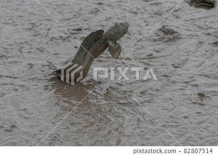 Ariake Sea tideland scenery Ariake Sea tideland scenery 82807514