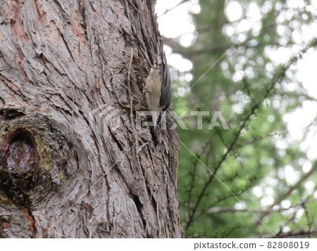 Upside-down nuthatch 82808019