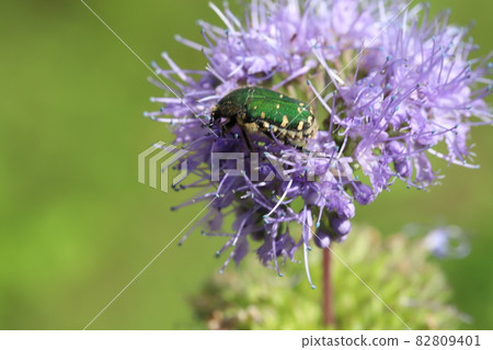Cetoniinae eating pollen of Dangiku blooming in the autumn garden Cetoniinae eating pollen of Dangiku blooming in the autumn garden 82809401