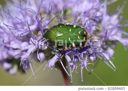 Cetoniinae eating pollen of Dangiku blooming in the autumn garden Cetoniinae eating pollen of Dangiku blooming in the autumn garden 82809403