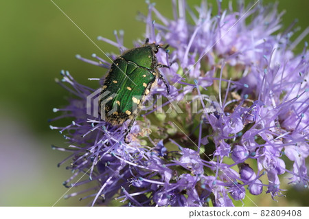 Cetoniinae eating pollen of Dangiku blooming in the autumn garden 82809408