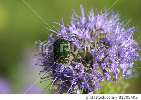 Cetoniinae eating pollen of Dangiku blooming in the autumn garden Cetoniinae eating pollen of Dangiku blooming in the autumn garden 82809409