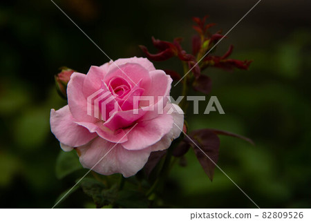 pink rose in a garden 82809526