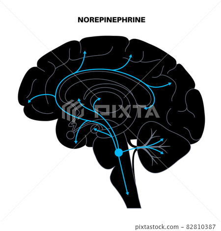 Norepinephrine hormone pathway 82810387