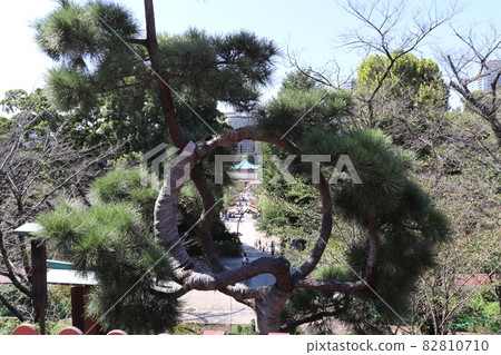 Shinobazu Pond Bentendo seen from the moon pine of Kiyomizu Kannon-do Ueno Park Taito-ku, Tokyo Shinobazu Pond Bentendo seen from the moon pine of Kiyomizu Kannon-do Ueno Park Taito-ku, Tokyo 82810710