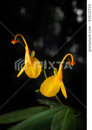 Yellow wild flowers. Yellow wild flowers. 82810724