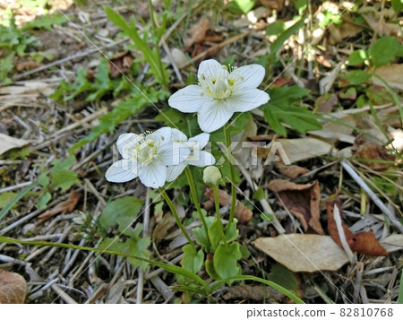 Marsh grass of Parnassus (Oga Peninsula, Akita Prefecture) Marsh grass of Parnassus (Oga Peninsula, Akita Prefecture) 82810768