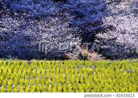 Rice stock and four seasons cherry blossoms 82810813