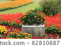 Shimizu Park where marigolds bloom 82810887