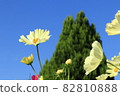Yellow garden that shines in the blue sky 82810888