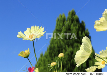 Yellow garden that shines in the blue sky 82810888
