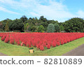 Kokia that turns red 82810889