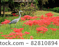 Gray heron walking in cluster amaryllis 82810894
