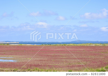 Vivid, coral grass of Lake Notoro, Hokkaido Vivid, coral grass of Lake Notoro, Hokkaido 82811800