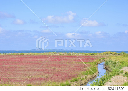 Vivid, coral grass of Lake Notoro, Hokkaido 82811801