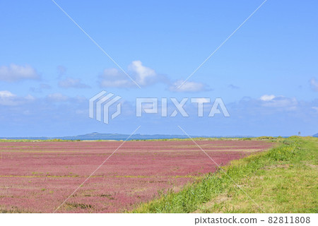 Vivid, coral grass of Lake Notoro, Hokkaido Vivid, coral grass of Lake Notoro, Hokkaido 82811808