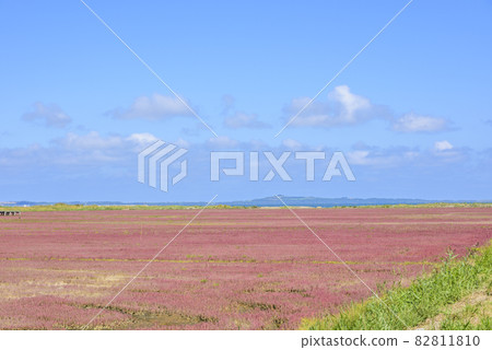 北海道能取湖生動的珊瑚草 北海道能取湖生動的珊瑚草 82811810