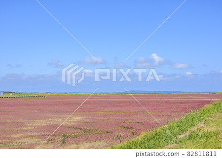 北海道能取湖生動的珊瑚草 82811811