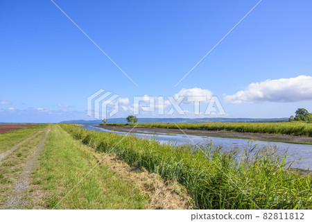 北海道能取湖生動的珊瑚草 北海道能取湖生動的珊瑚草 82811812