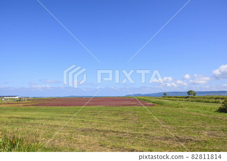 北海道能取湖生動的珊瑚草 北海道能取湖生動的珊瑚草 82811814