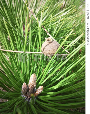 Togwar的巢 82811988