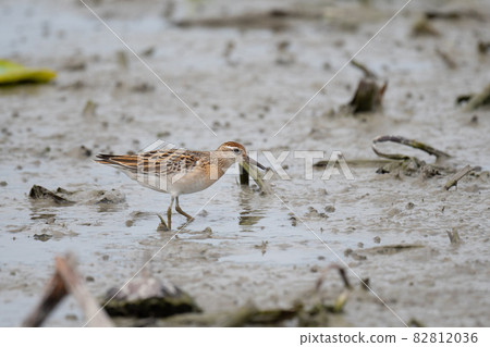 Young chicks of the Sharp-tailed Sandpiper on the way to the fall 82812036