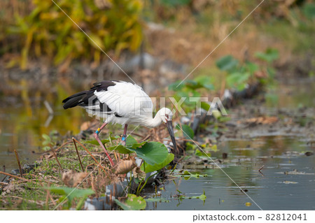 Storks foraging from the Hass field in autumn Storks foraging from the Hass field in autumn 82812041