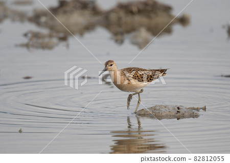 Ruff that came to a fallow field in the fall 82812055