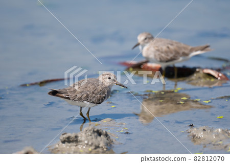 Ojiro Tounen and others resting in the Hass field on the way to the autumn 01 82812070