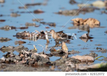 秋天來到蓮田的Ruff 82812072