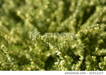 Darley Dale heath 82812227