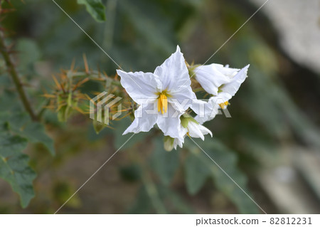 Sticky nightshade Sticky nightshade 82812231