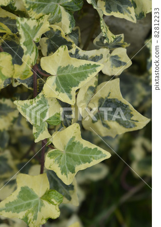 English Ivy Tricolour English Ivy Tricolour 82812233