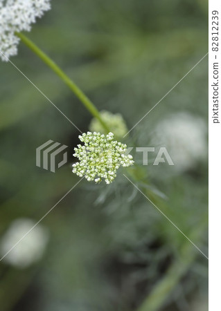 Toothpick bullwort Blutenball Toothpick bullwort Blutenball 82812239