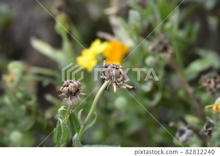 Garden marigold Garden marigold 82812240