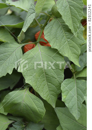 Bladder cherry Bladder cherry 82812241