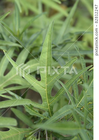 Kangaroo apple 82812247