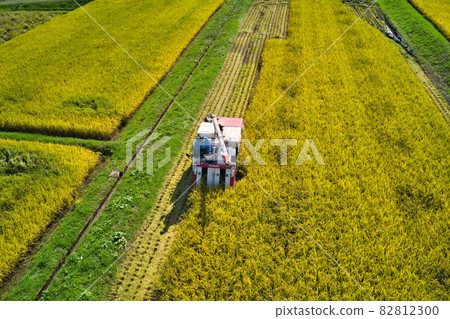 State of rice harvesting Hakuba Village, Nagano Prefecture (aerial view by drone) 82812300