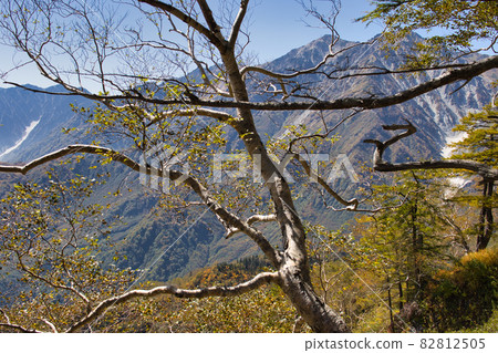 Beautiful autumn leaves and powerful Hakuba Taisetsukei, Karamatsuzawa (Glacial) Tsugaike Natural Garden, Otari Village, Nagano Prefecture Beautiful autumn leaves and powerful Hakuba Taisetsukei, Karamatsuzawa (Glacial) Tsugaike Natural Garden, Otari Village, Nagano Prefecture 82812505