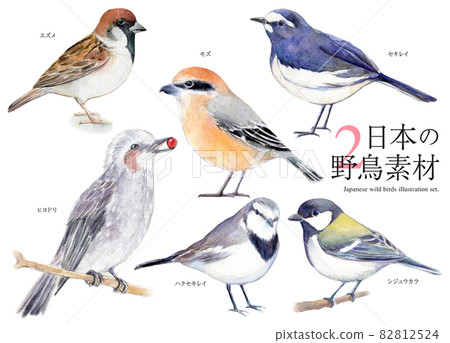 Japanese wild bird set illustration watercolor 82812524