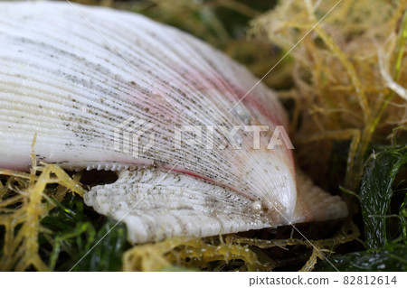 Scallop and alga. Macro background Scallop and alga. Macro background 82812614